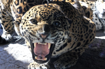 Картинка животные Ягуары рык агрессия