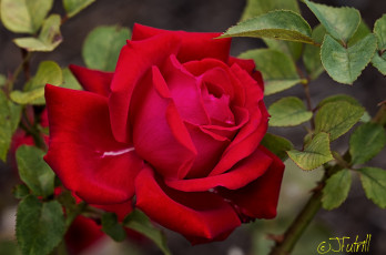 Картинка цветы розы макро красный