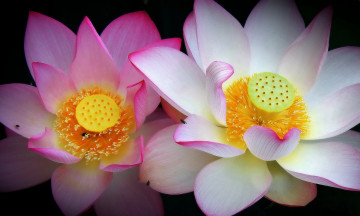 Картинка цветы лотосы пара макро