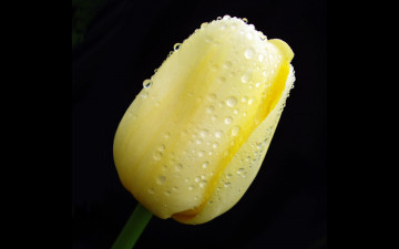 Картинка цветы тюльпаны макро капли