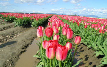 Картинка цветы тюльпаны много ряды поле