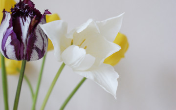 Картинка цветы тюльпаны пёстрый белый