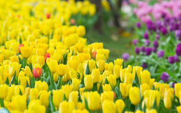 Картинка цветы тюльпаны желтый