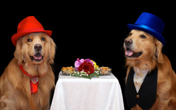 Картинка животные собаки цветы фон друзья