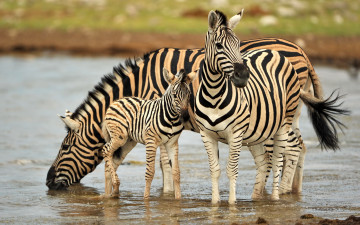 Картинка животные зебры намибия природа