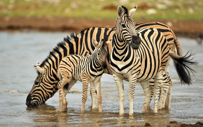 Обои картинки фото животные, зебры, намибия, природа