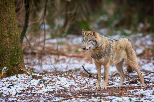 Обои картинки фото животные, волки, хищник, серый, лес