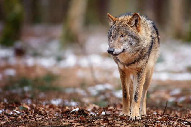 Обои картинки фото животные, волки, серый, лес, хищник