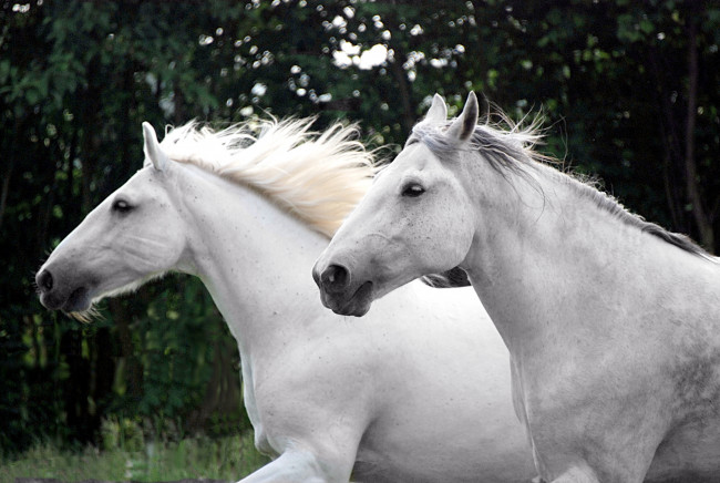Обои картинки фото животные, лошади, белый, бег, грива