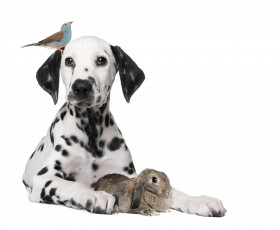 обоя животные, разные вместе, щенок, долматинец, дог, кролик, собака, птица