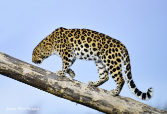 Картинка животные леопарды кошка небо амурский леопард бревно профиль