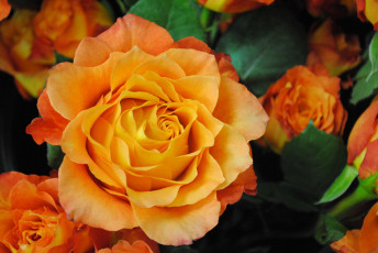 Картинка цветы розы цветок роза оранжевая