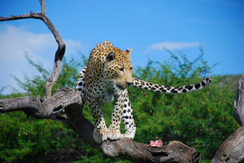 Картинка животные леопарды камень животное леопард трава