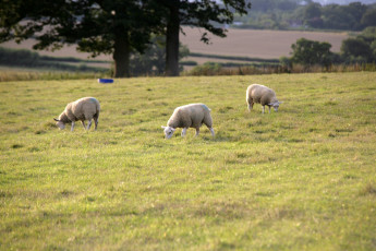Картинка животные овцы +бараны животное стадо пастбище