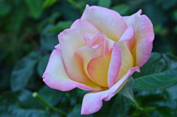 Картинка цветы розы макро лепестки роза бутон