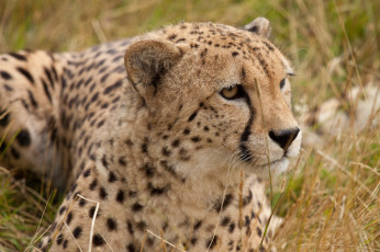 Картинка животные гепарды трава лежит морда кошка