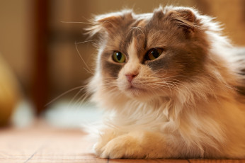 Картинка животные коты скоттиш-фолд шотландская вислоухая кошка