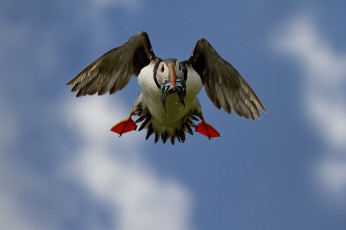 Картинка животные тупики клюв полет рыба улов еда птица