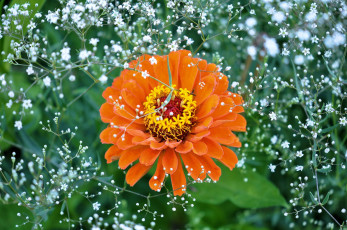 Картинка цветы цинния оранжевая циннея