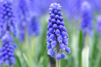 Картинка цветы гиацинты синие