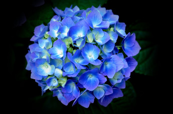 обоя цветы, гортензия, синяя