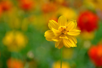 Картинка цветы космея желтая