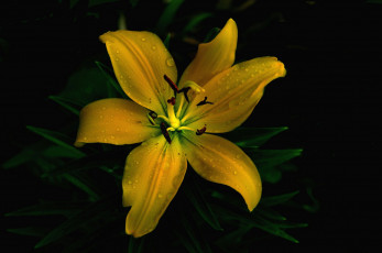 Картинка цветы лилии +лилейники лилия желтая