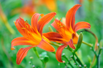 Картинка цветы лилии +лилейники оранжевые
