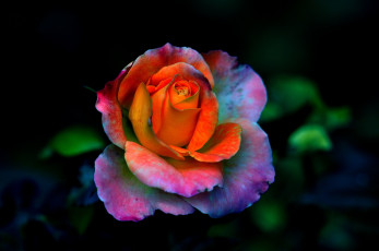 Картинка цветы розы роза цветок