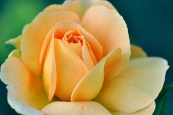 Картинка цветы розы роза желтая