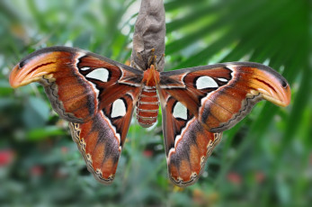 Картинка животные бабочки бабочка листья