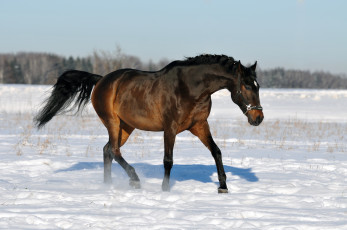 Картинка животные лошади снег
