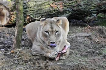 Картинка животные львы мясо львица еда