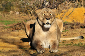 Картинка животные львы солнце сон львица отдых