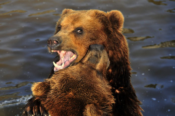 Картинка животные медведи игра вода