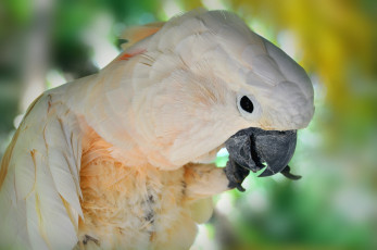 Картинка животные попугаи попугай белый