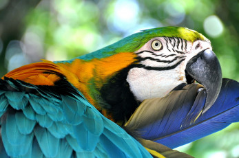Картинка животные попугаи попугай птица