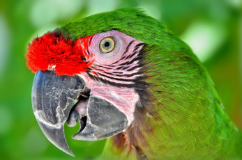 Картинка животные попугаи зеленый попугай