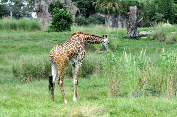 Картинка животные жирафы трава жираф животное