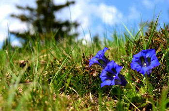 обоя цветы, горечавки, трава, синий
