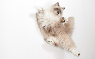 Картинка животные коты кошка пушистая