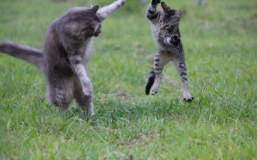 Картинка животные коты тренинг кошка котёнок