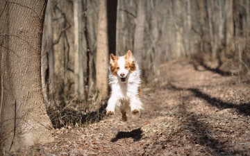 Картинка животные собаки бег природа