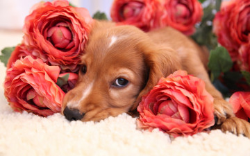 Картинка животные собаки собака цветы