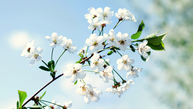 Обои картинки фото цветы, цветущие деревья ,  кустарники, ветка
