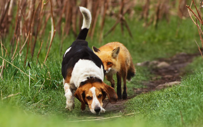 Обои картинки фото животные, разные вместе, собака, лиса, трава, тропинка