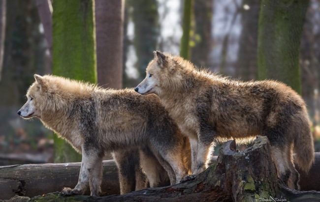 Обои картинки фото животные, волки, хищники