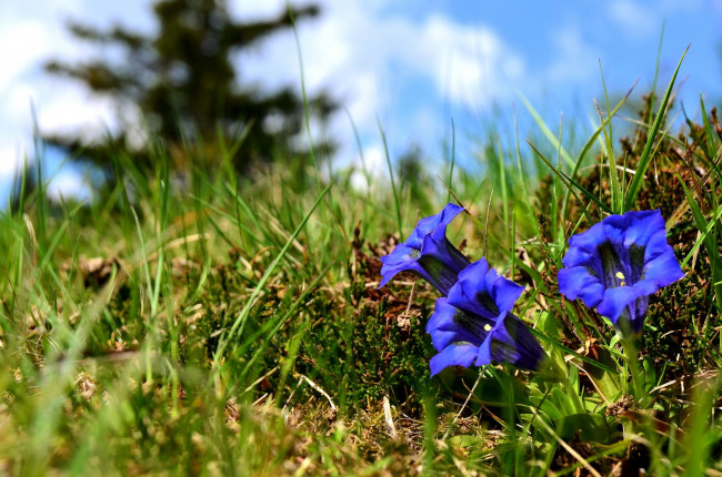Обои картинки фото цветы, горечавки, трава, синий