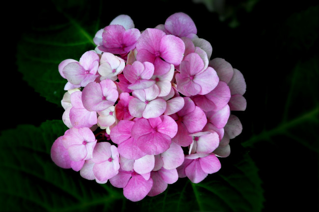 Обои картинки фото цветы, гортензия, розовая