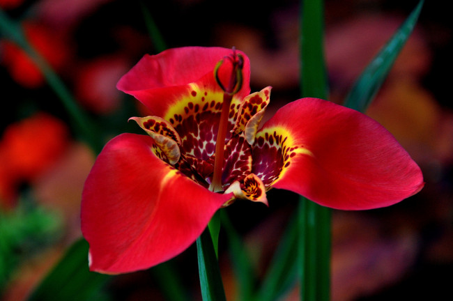Обои картинки фото цветы, орхидеи, орхидея, красная